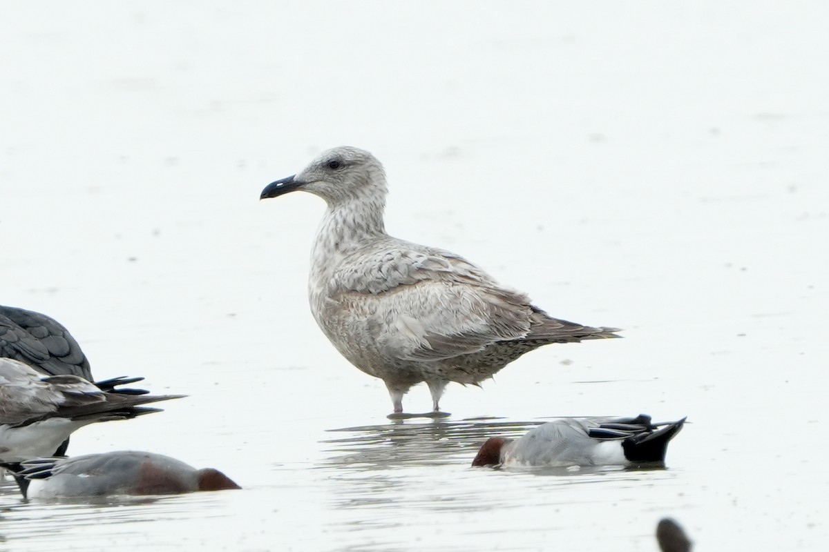 Slaty-backed Gull - ML534730431