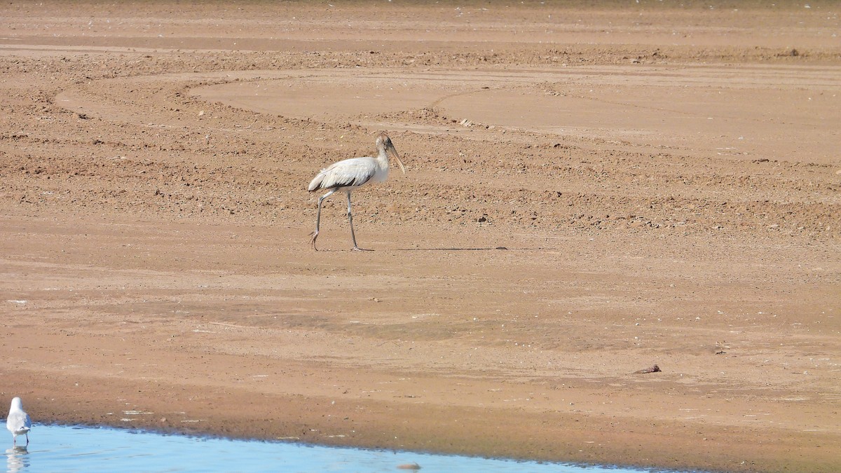 Wood Stork - ML534731441