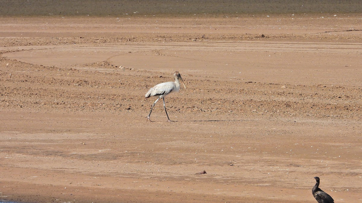 Wood Stork - ML534731451