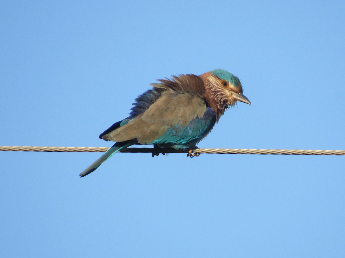 Indian Roller - ML534732621