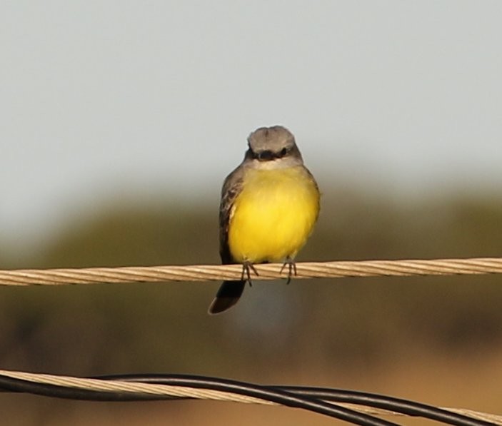 Western Kingbird - ML534732651