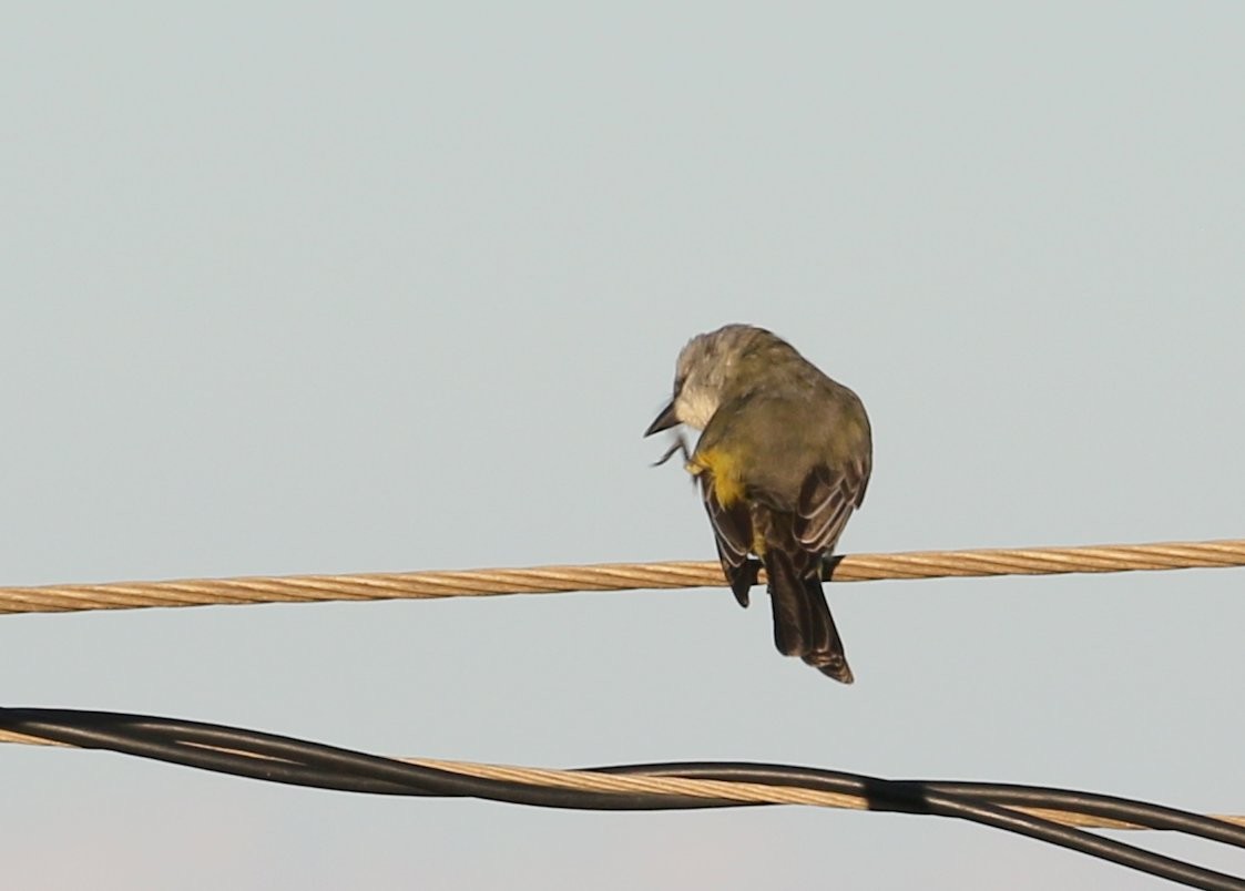 Western Kingbird - ML534732661