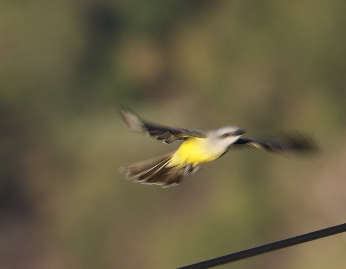 Western Kingbird - ML534732671