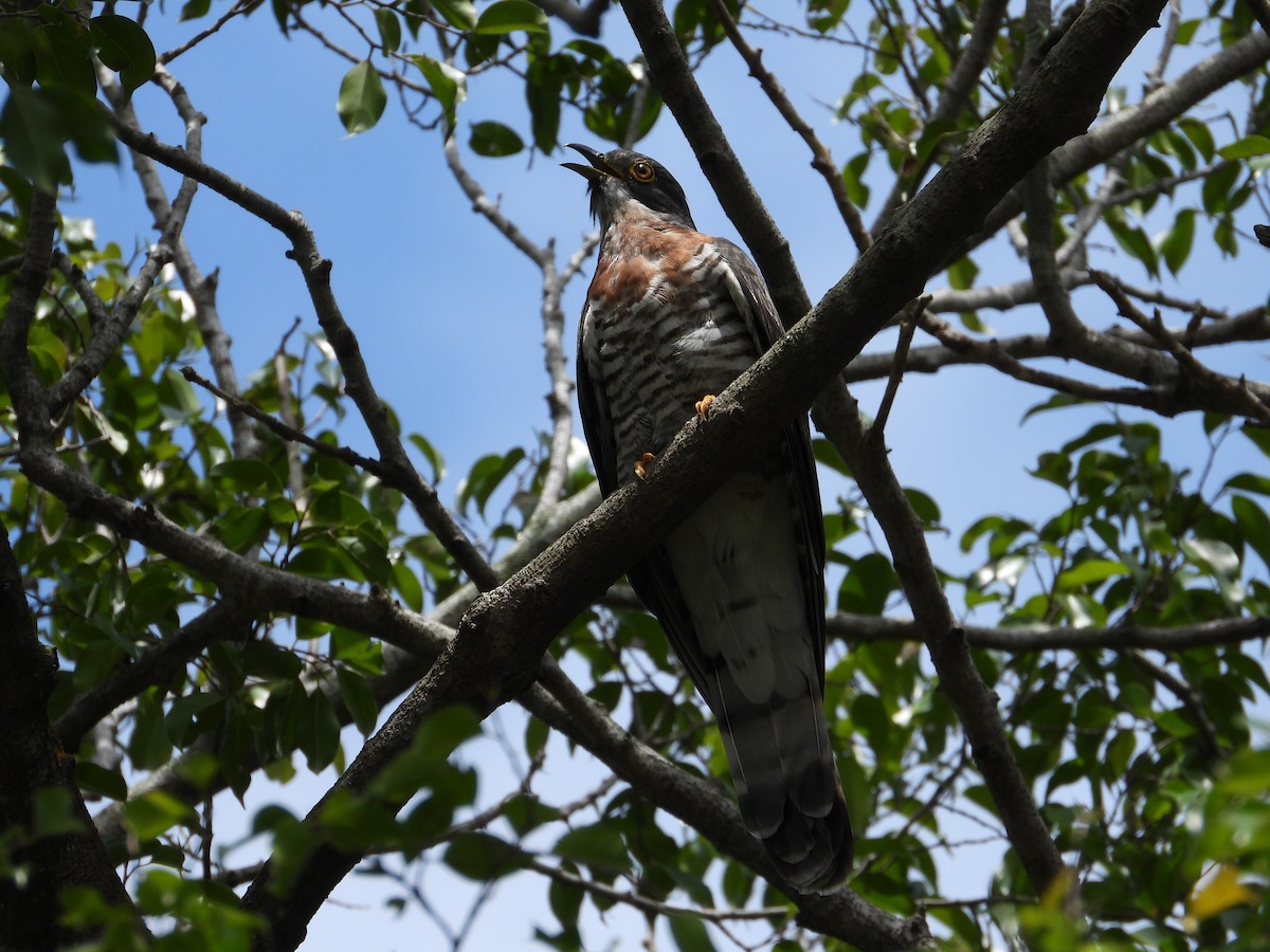 Large Hawk-Cuckoo - Nick 6978