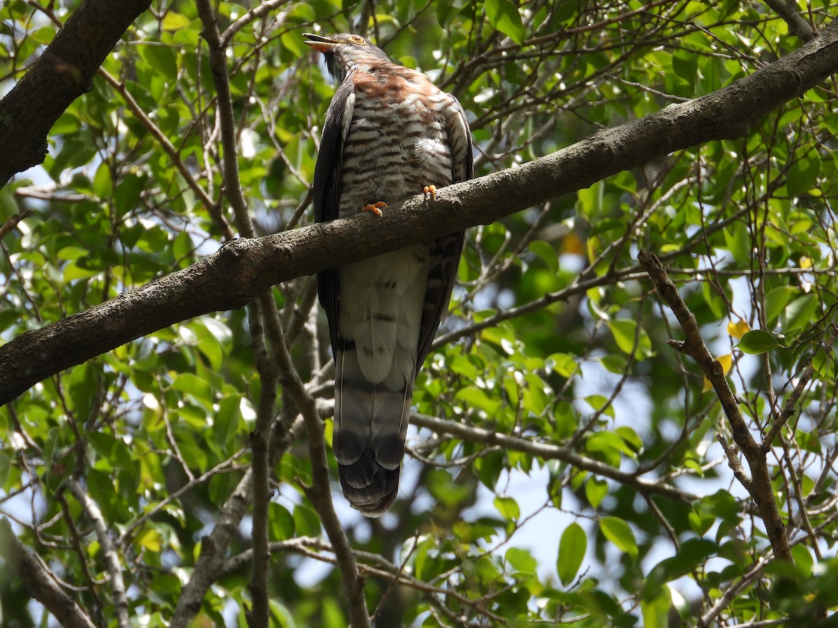 Large Hawk-Cuckoo - Nick 6978