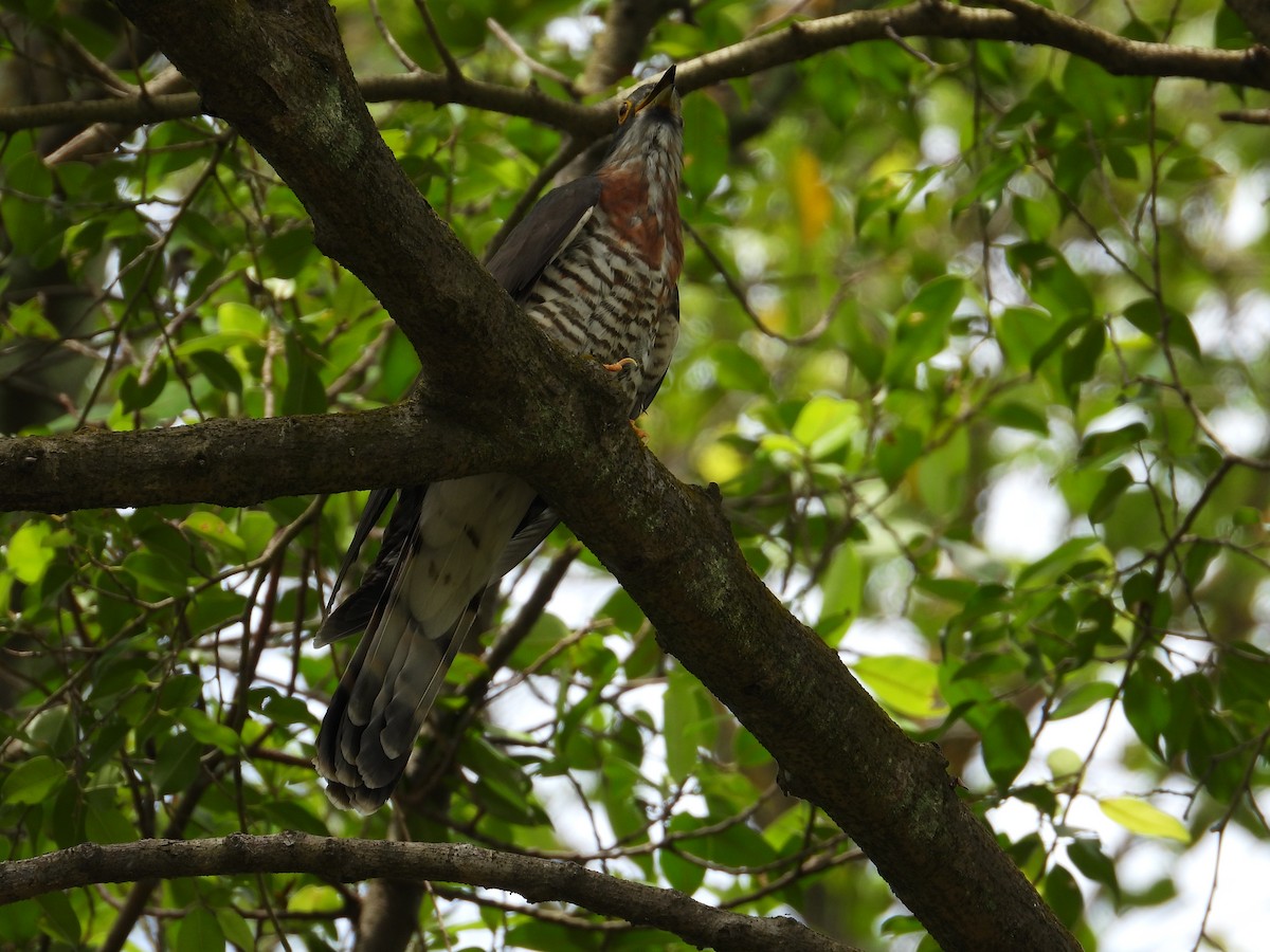 Large Hawk-Cuckoo - Nick 6978