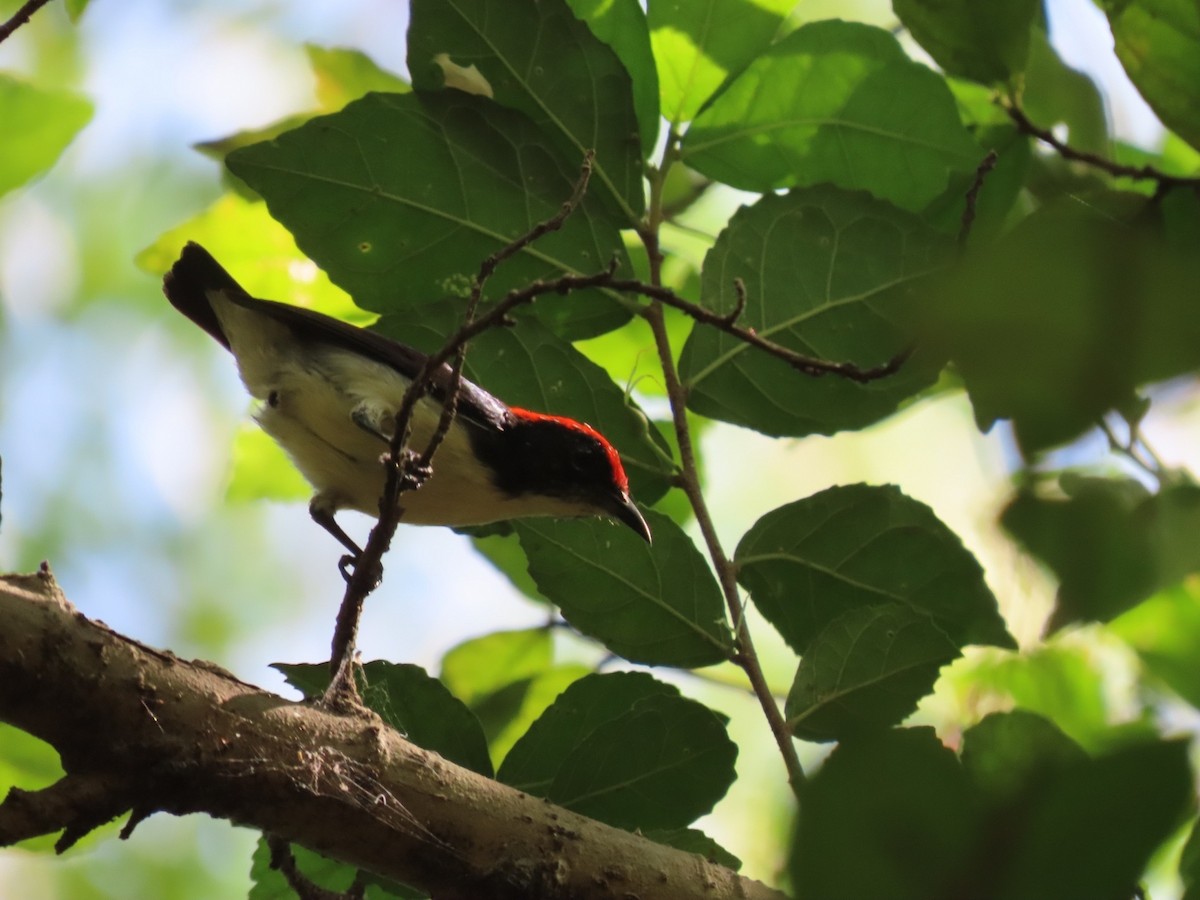 Scarlet-backed Flowerpecker - ML534733941