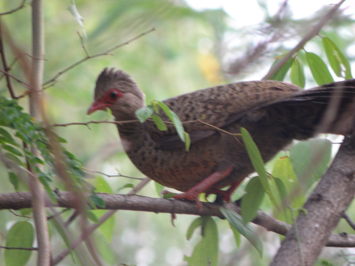 Red Spurfowl - ML53473401