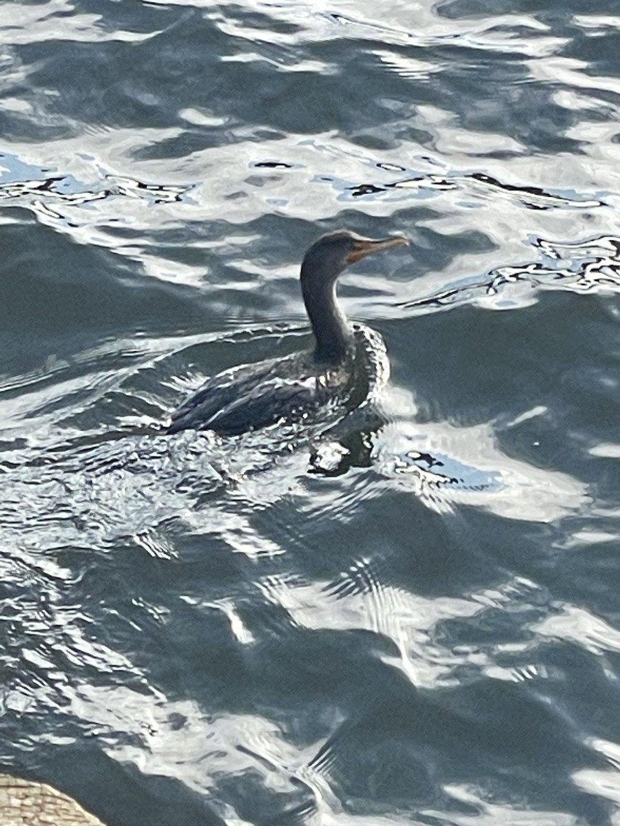 Double-crested Cormorant - ML534734881