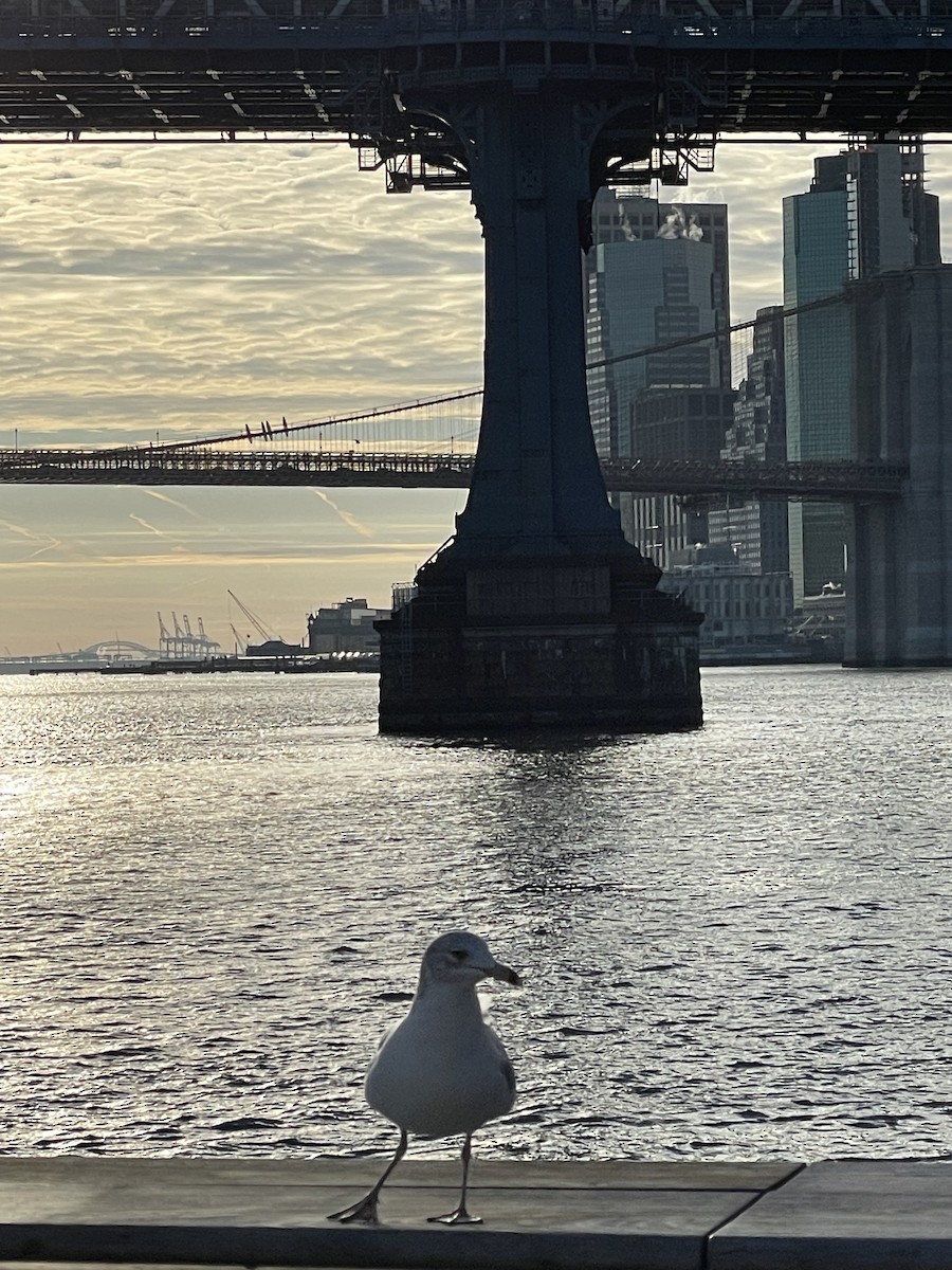 Ring-billed Gull - ML534734981