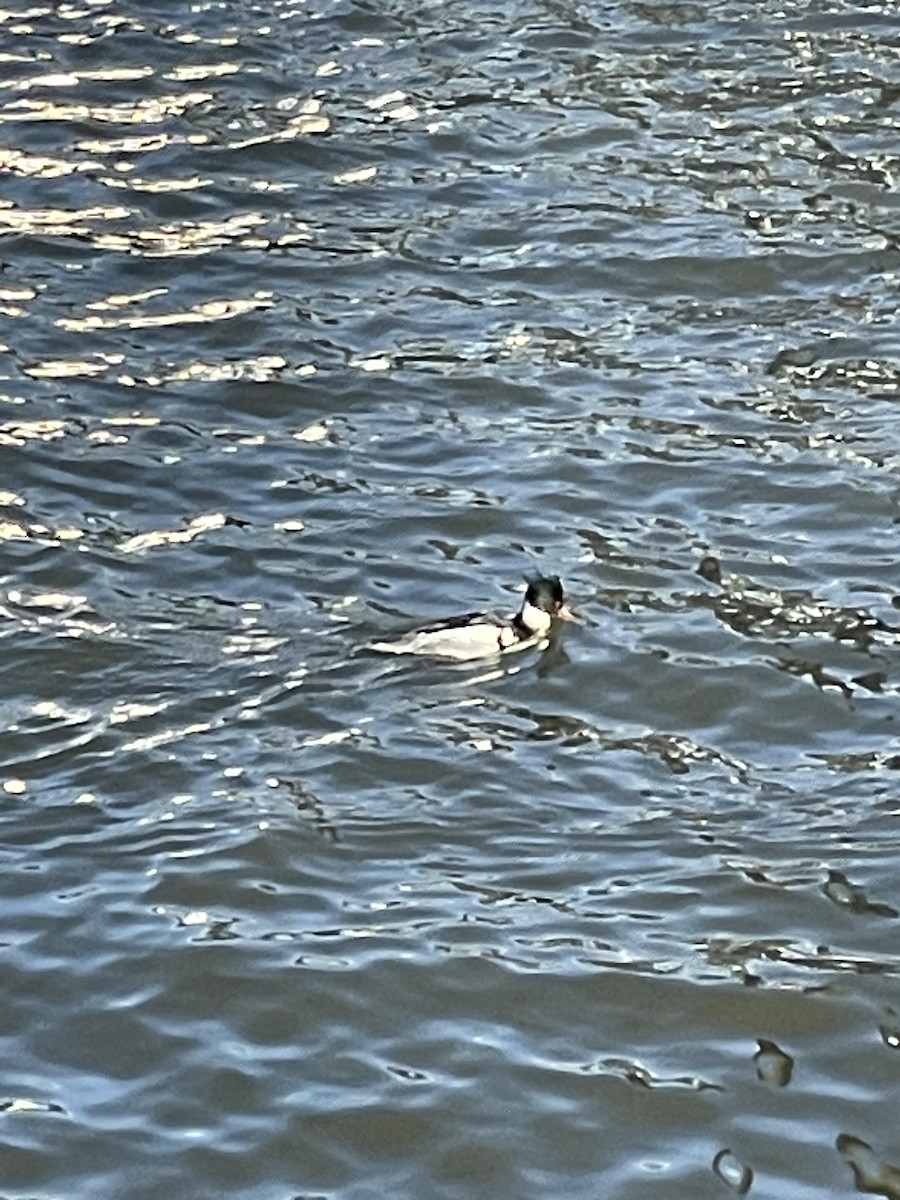 Red-breasted Merganser - ML534735211