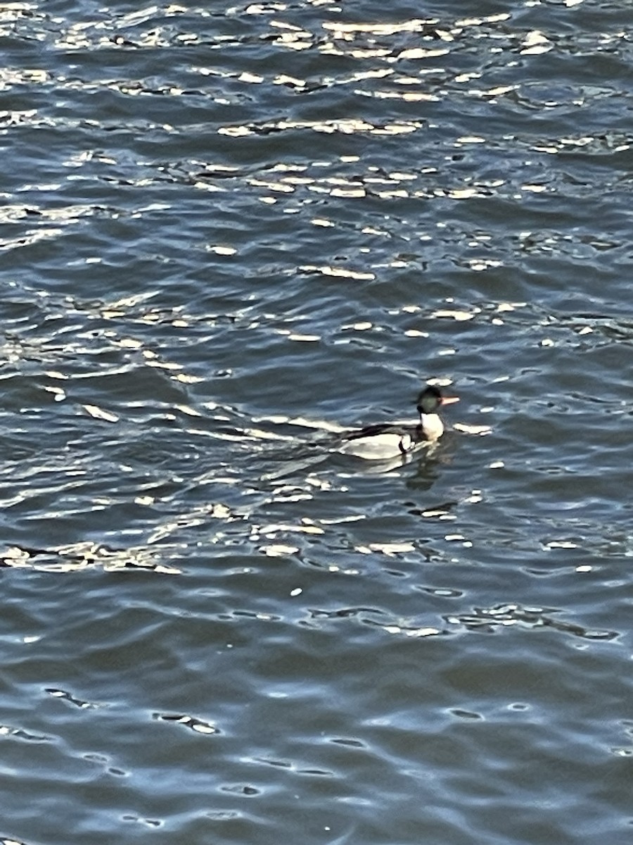 Red-breasted Merganser - ML534735271