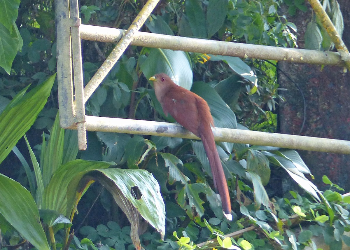 Squirrel Cuckoo - Sherman Suter