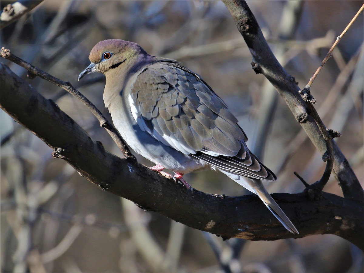 White-winged Dove - Chris Conard