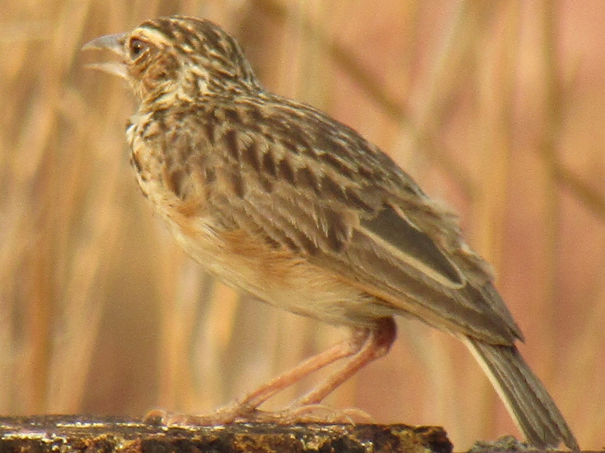 Jerdon's Bushlark - ML53473701