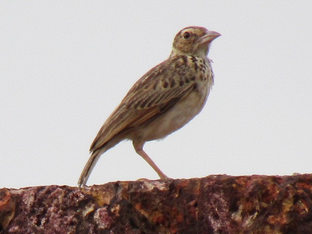 Jerdon's Bushlark - ML53473721