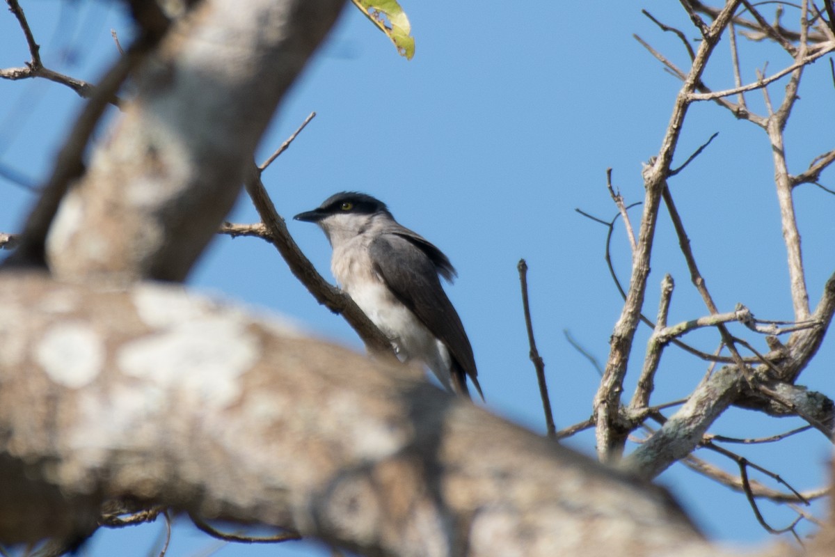 Malabar Woodshrike - ML534737281