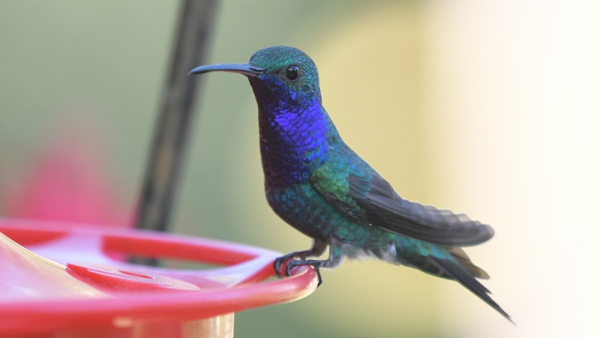 Sapphire-throated Hummingbird - Carl Winstead