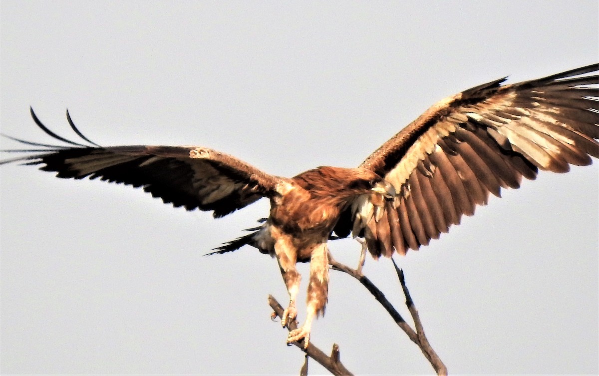Pallas's Fish-Eagle - ML534742481