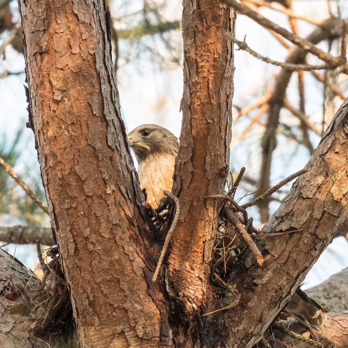 Red-shouldered Hawk - ML534742711