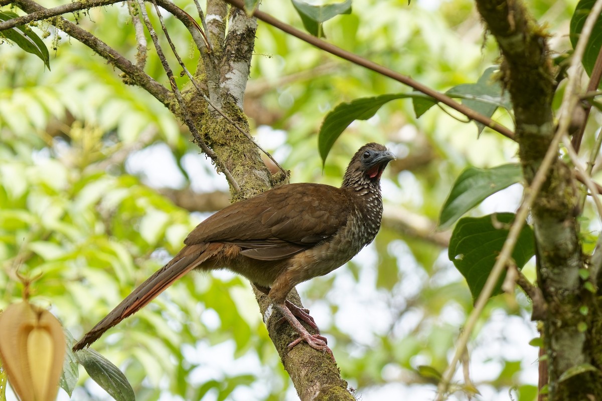 Speckled Chachalaca - Holger Teichmann