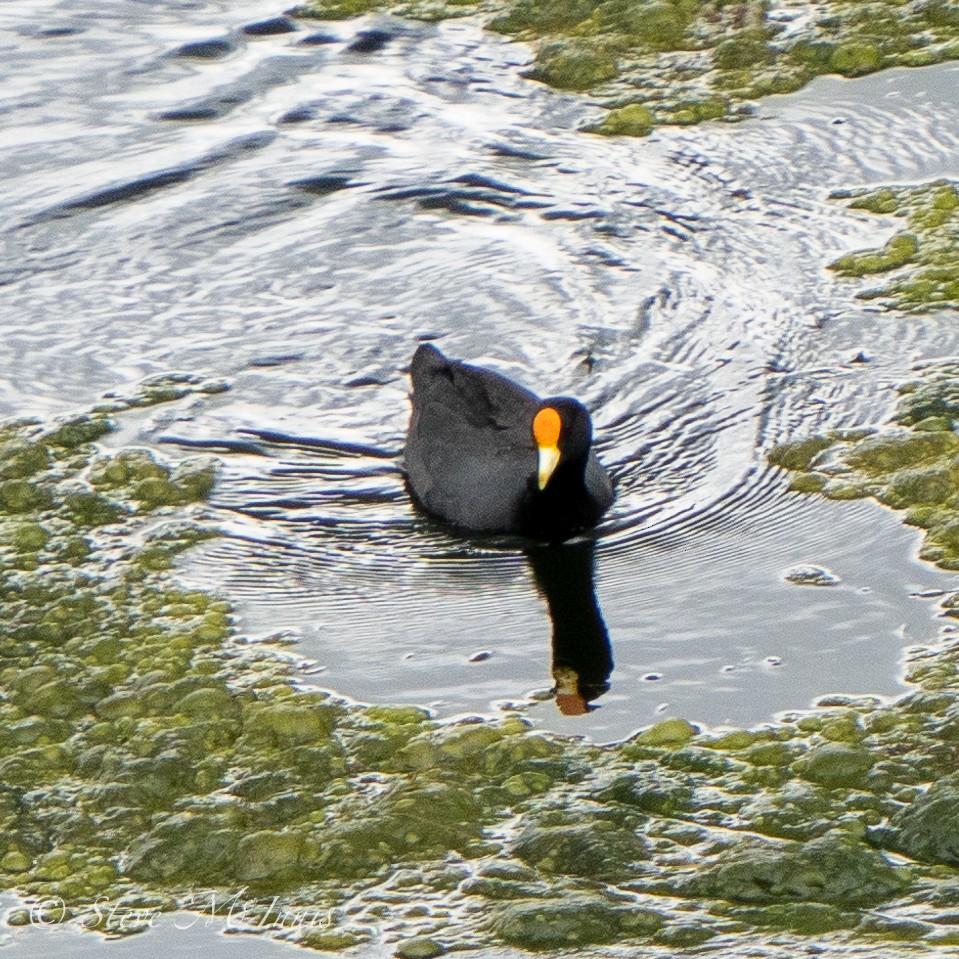 White-winged Coot - ML534743981