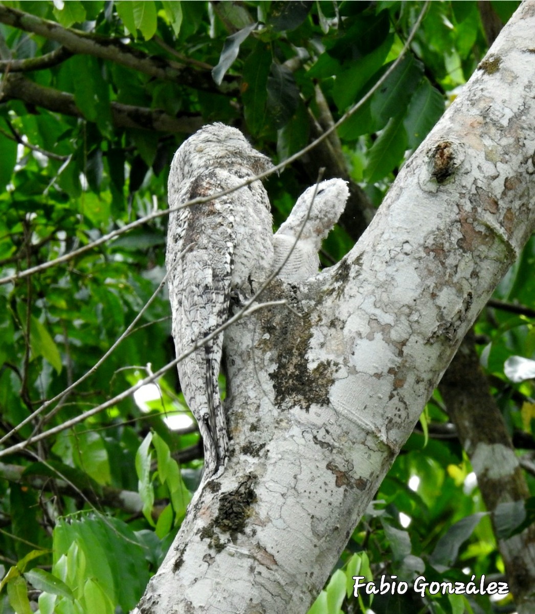 Great Potoo - ML534744591