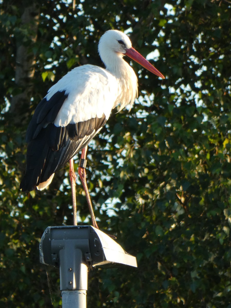 White Stork - ML534745811