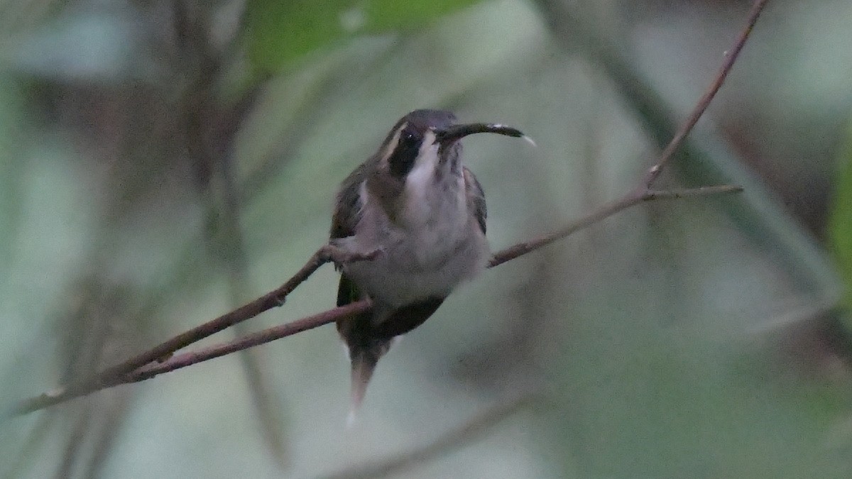 Açık Karınlı Hermit - ML534745891