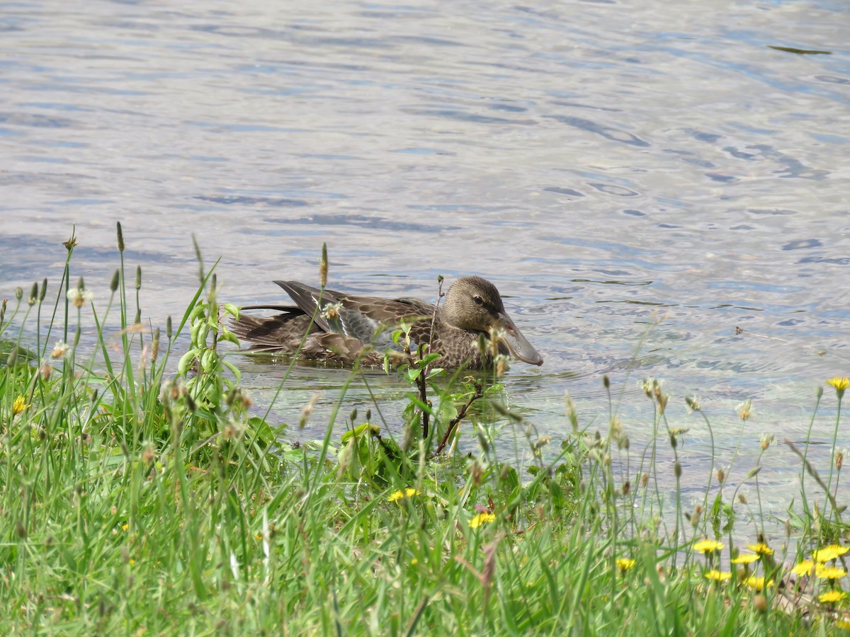 Australasian Shoveler - ML53474591