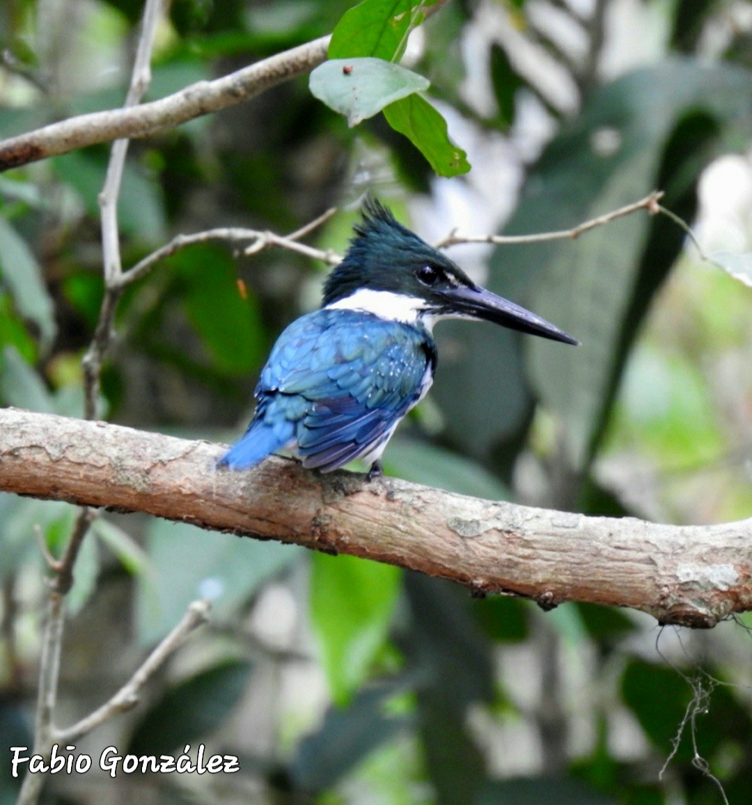 Martin-pêcheur d'Amazonie - ML534746361