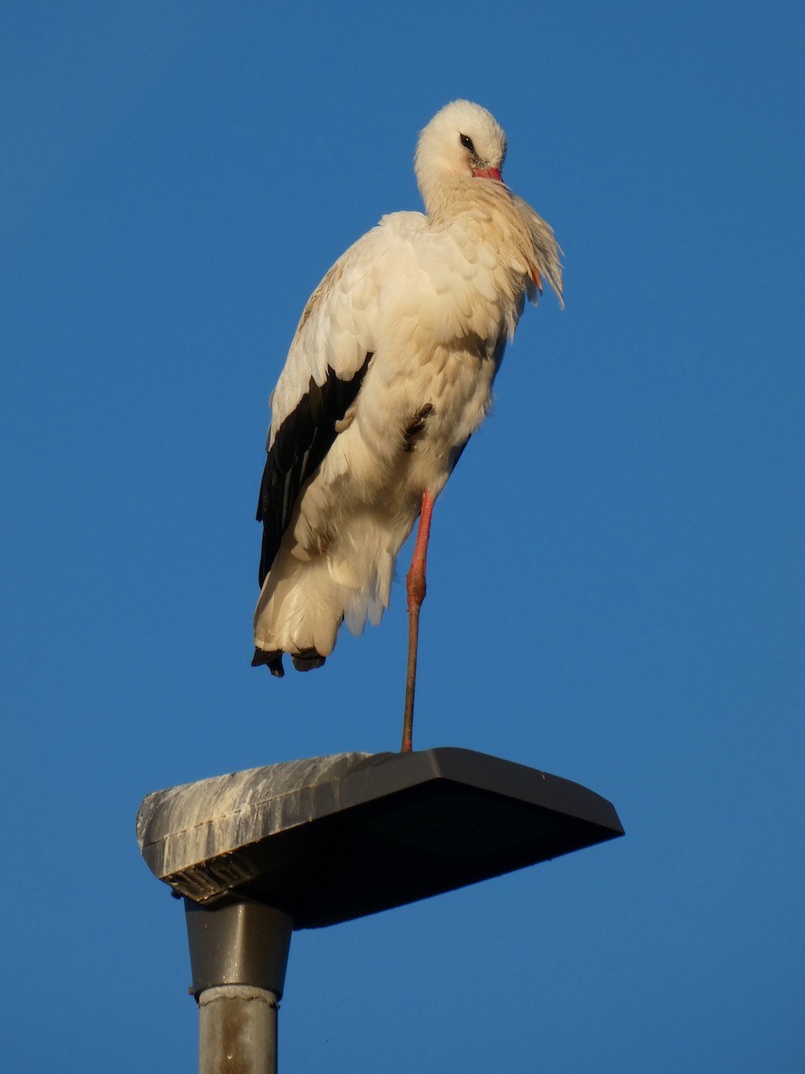 White Stork - ML534746711
