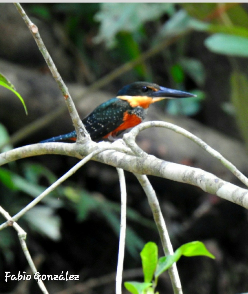 Green-and-rufous Kingfisher - ML534746871