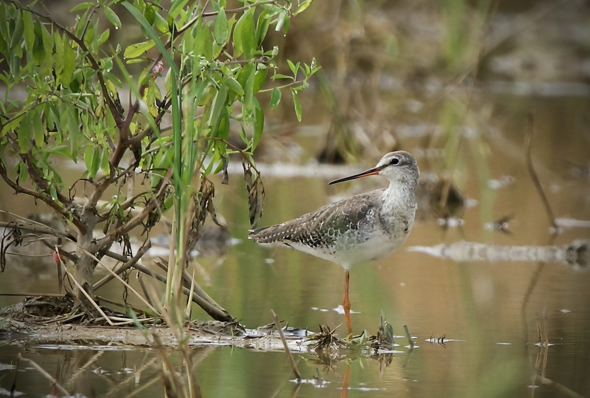 Spotted Redshank - ML534747061