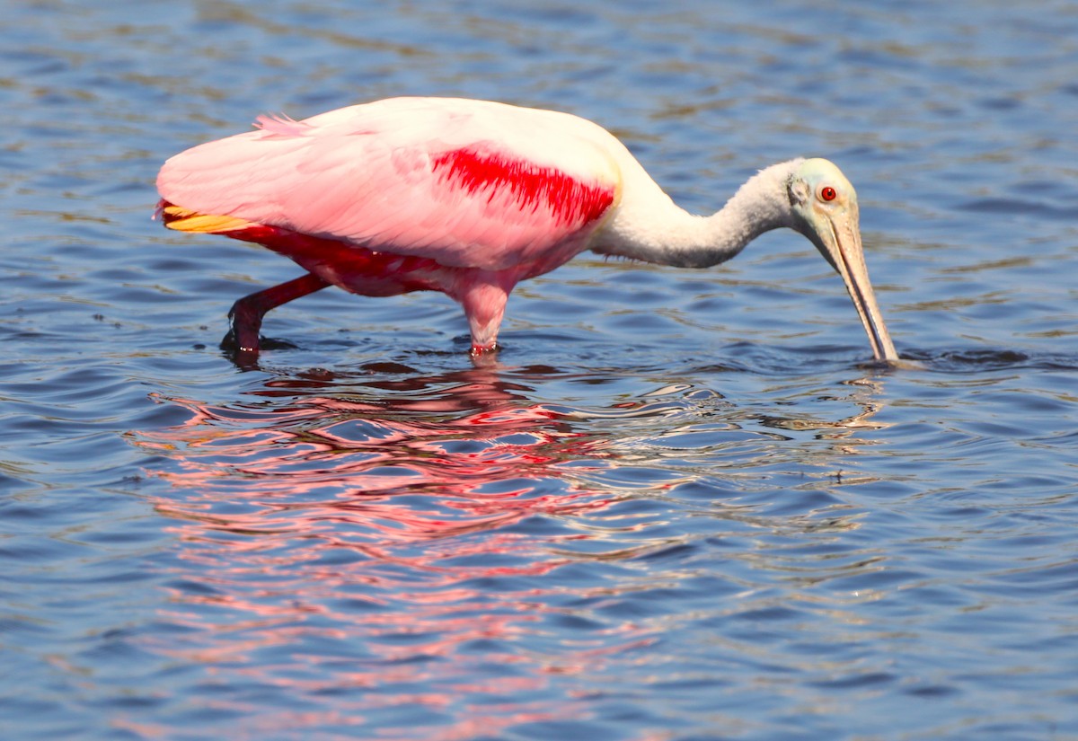 Roseate Spoonbill - ML534747661