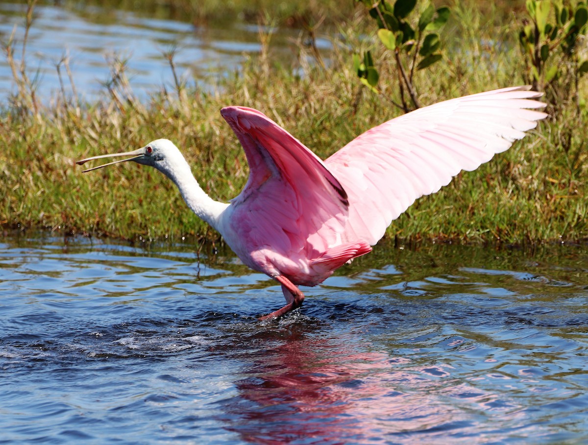 Roseate Spoonbill - ML534747681