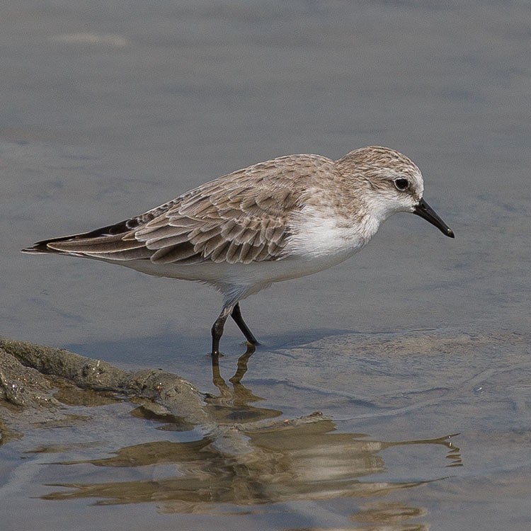 Red-necked Stint - ML534748631