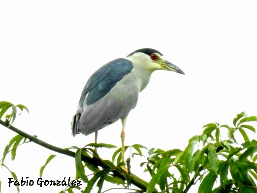 Black-crowned Night Heron - ML534748821