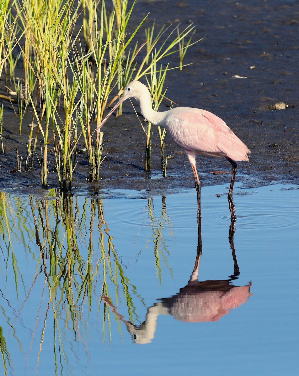 Roseate Spoonbill - ML534749011