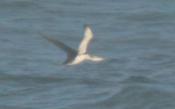 Red-throated Loon - ML534750541