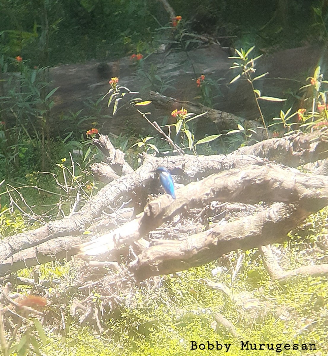 Common Kingfisher - ML534750941