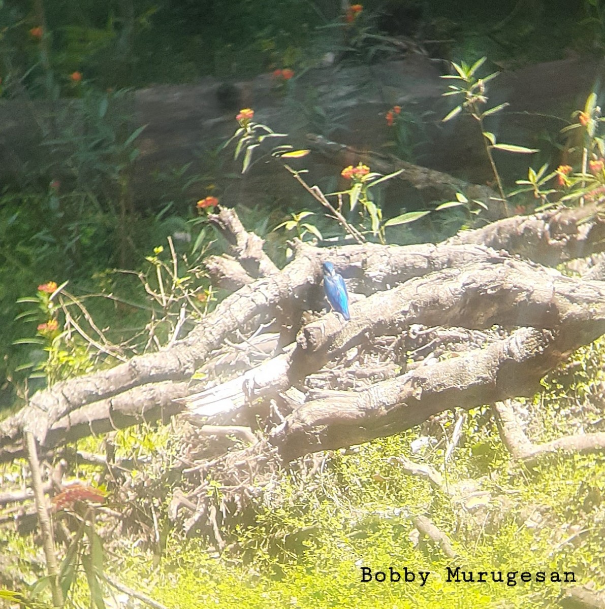 Common Kingfisher - ML534750951