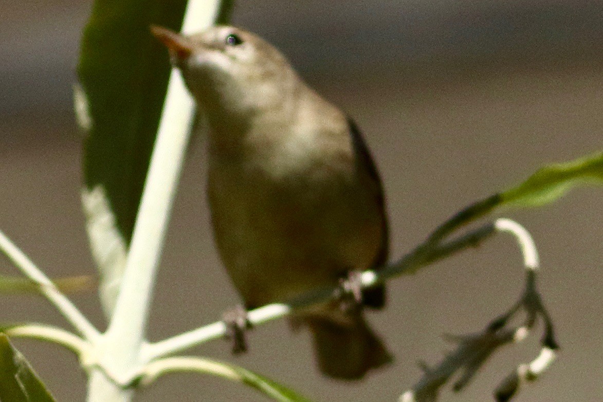 Sykes's Warbler - ML534751541