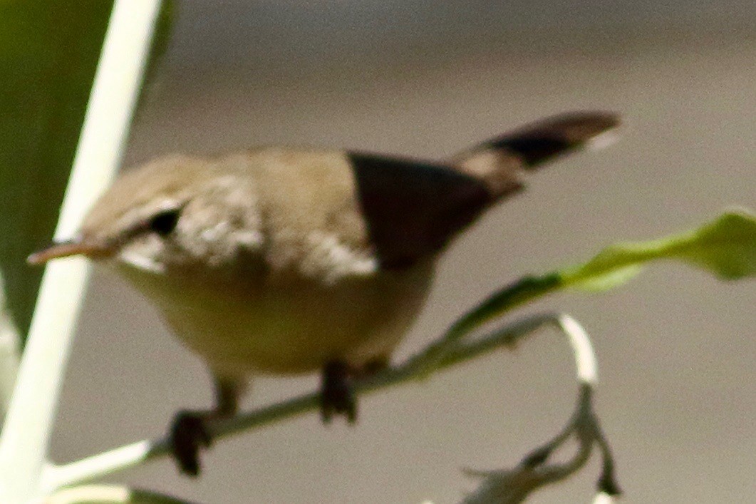 Sykes's Warbler - ML534751551