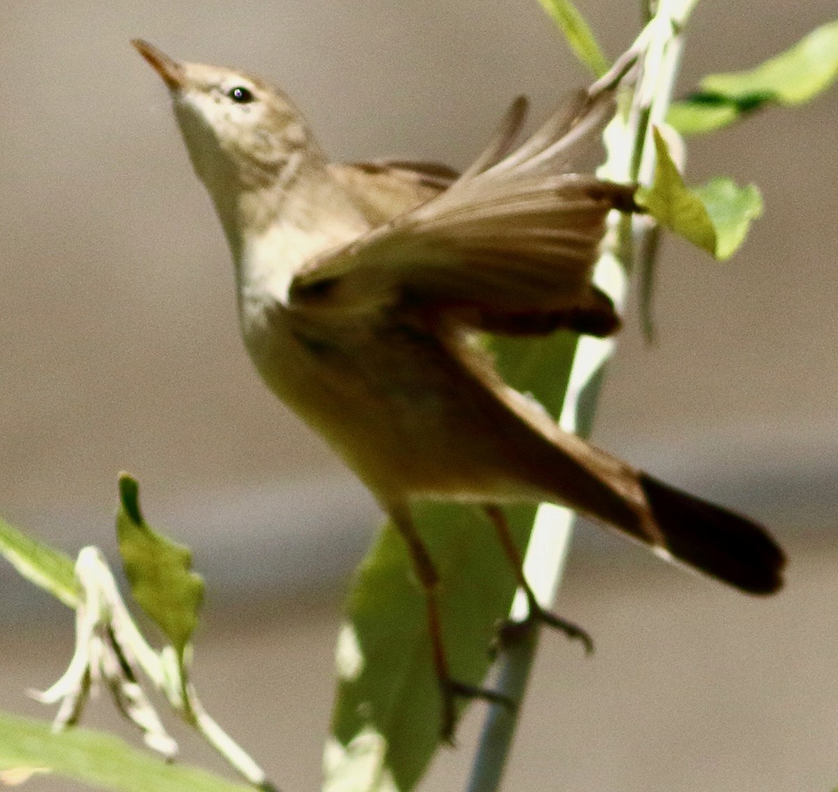 Sykes's Warbler - ML534751561