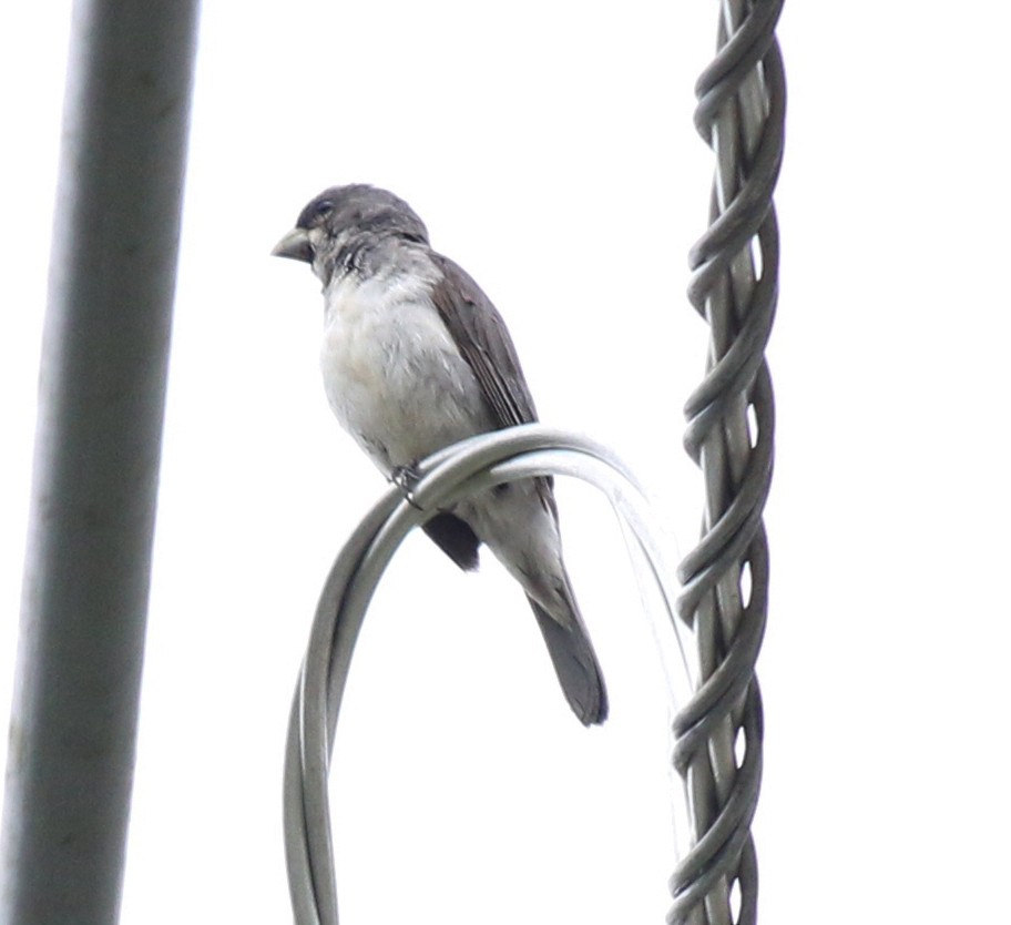 Double-collared Seedeater - ML534752251