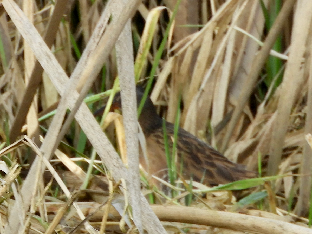 Virginia Rail - ML534752631