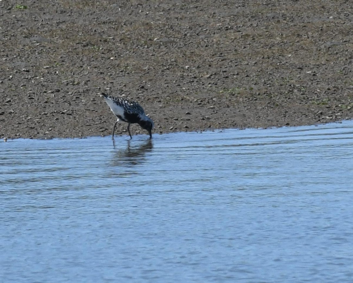 Black-bellied Plover - ML53475381