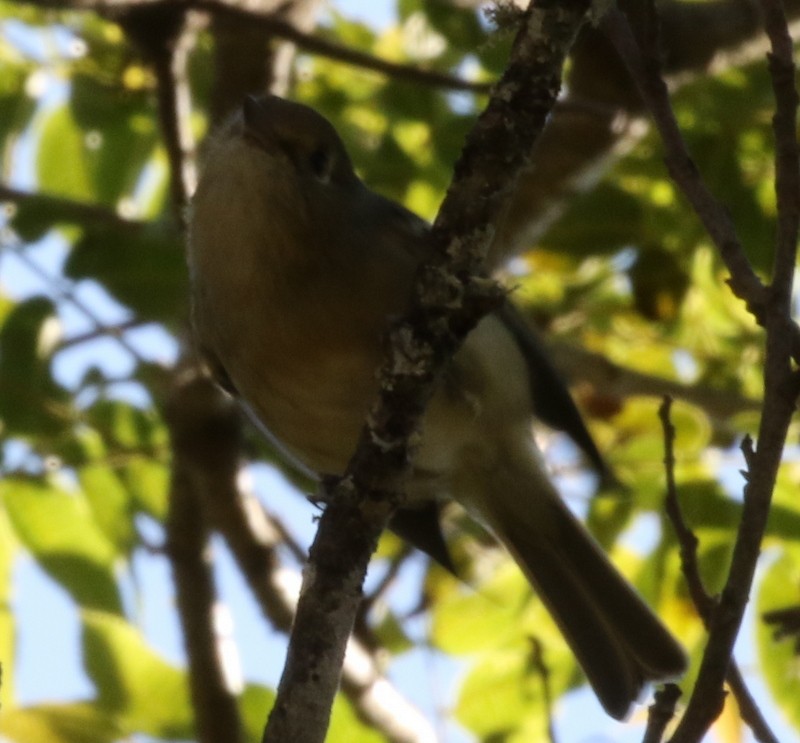 Vireo de Hutton - ML53475571