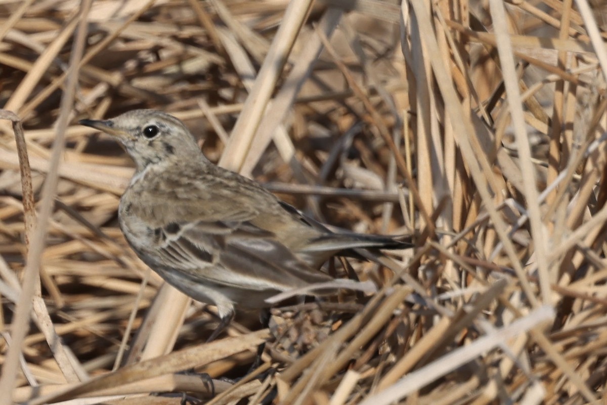 Water Pipit (Western) - Neeraja V